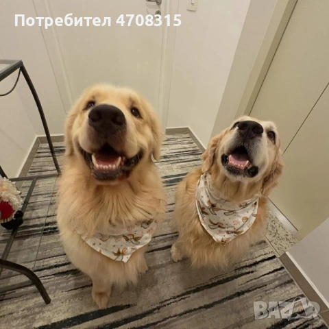 Голдън ретривър момче родословен баща, снимка 6 - Голдън ретривър - 53536782