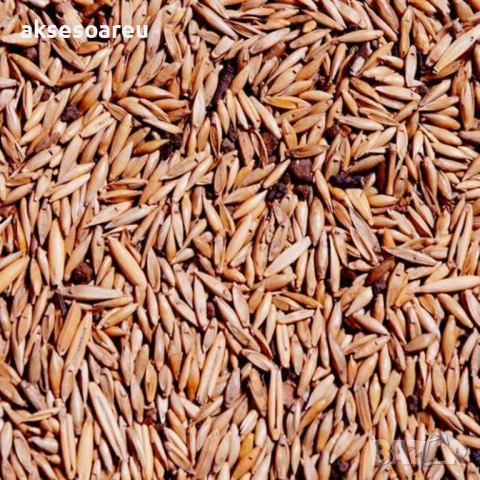 Качествени малки Семена от бамбук Bambusa arundinacea бързо растящи растения за дома бамбуков разсад, снимка 4 - Сортови семена и луковици - 50482087