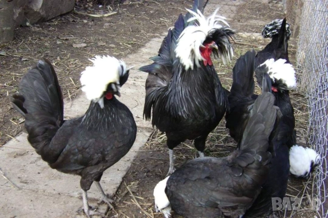 Яйца от холандски качулати, снимка 7 - други­ - 53702012