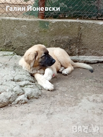 Кавказка овчарка , снимка 1