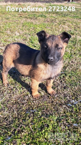 Кученце белгийска овчарка , снимка 7 - Белгийска овчарка - 53131948