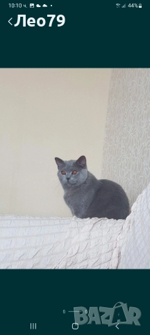 британска късокосместа 550лв , снимка 11 - Британска късокосместа - 52842750