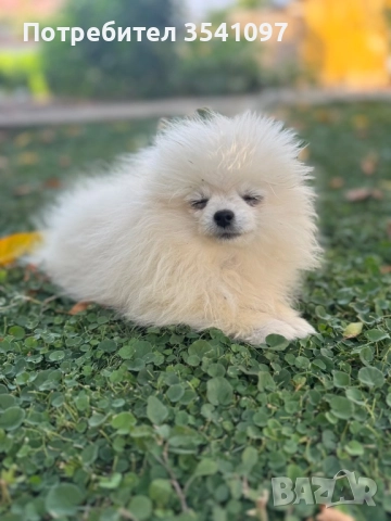 Продавам мини шпиц , снимка 4 - Немски шпиц - 51705534