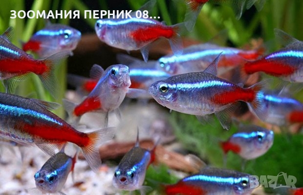 Декоративни рибки - Риби Неон - Неонки - ЛИЧНО ПЕРНИК