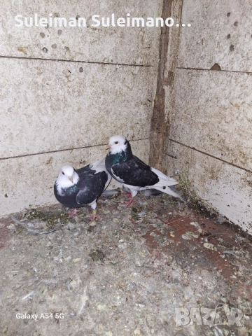 Млада двойка Типлери и млада двойка неврени 80 лв