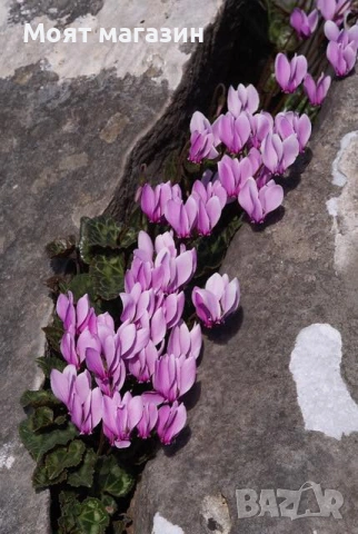 Горска ЦИКЛАМА, снимка 5 - Градински цветя и растения - 53645185