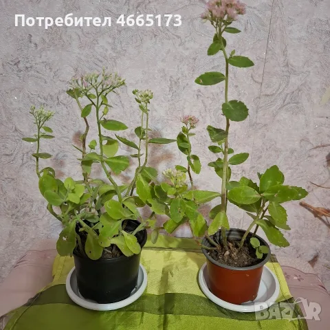 Лечебна Дебела Мара комплект , снимка 5 - Градински цветя и растения - 54580584