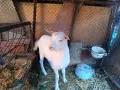 Продавам един пръч и ярета, снимка 8