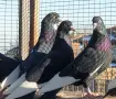 Пазарджишки високо летци. , снимка 7