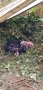 Виетнамско прасе 3 женски и 3 мъжки, снимка 1 - Други животни - 36090022