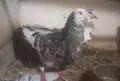 въртеливи гълъби, снимка 1