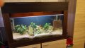 Продавам аквариум с цихлиди Мбуна, снимка 4