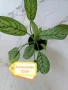 филодендрон, маранта, аглаонема, снимка 2