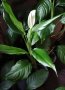Спатифилум /Spathiphyllum cochlearispathum/, снимка 1 - Градински цветя и растения - 38814338