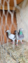Продавам спортни гълъби , снимка 1 - Гълъби - 44806123