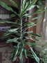 Драцена палма, снимка 2