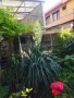 Вкоренени растения студоустойчива Юка на 1-3 год., снимка 1
