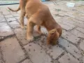 Малко куче Кокер Шпаньол мъжко, снимка 3