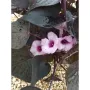 Ipomoea ‘Flora Mia Nero’ Импомеа, снимка 1