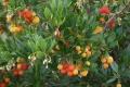 Ягодово дърво/Arbutus unedo (кумарка), снимка 3