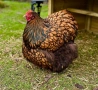 Продавам златно кантиран Орпингтон. , снимка 5