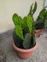 Саксии с незамръзващ кактус  , снимка 8
