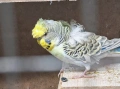 продавам вълнисти папагали, хиликоптери и чачулата амадинка, снимка 7