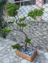 ръчно изработен бонсай Японски стил(уникат) , снимка 7