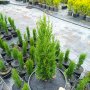 Кипарис Тотем (Cupressus Sempervirens Тotem), снимка 6