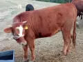 свободни телета за клане и гледане , снимка 11