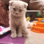 Шотландски котенца на 2 месеца, снимка 16
