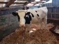 Продавам крави на първо,второ и трето теле,договаряне, снимка 6
