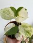 Epipremnum/Pothos Manjula, Стаен бръшлян, снимка 1 - Стайни растения - 40326063