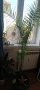 Канарска финикова палма 150-160см, снимка 4