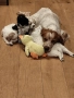 Продавам малки кученца епаньол бретон шпаньол, снимка 9