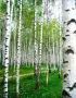 Бяла бреза/Betula pendula , снимка 1