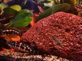 Рибки Julidochromis transcriptus, снимка 4