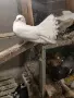 гълъби фенерлий , снимка 1