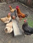 Кокошки, снимка 2