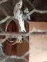 Двойка корели..., снимка 3