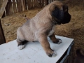 кученца кръстоска кане корсо-алабай, снимка 2