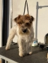 Парсън Ръсел Териер , снимка 10