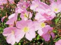 От м. май до ранно лято Oenothera speciosa/ Енотера/ Йонотера -розова, снимка 4