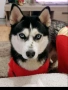 Продавам кученца Хъски 🐾, снимка 4