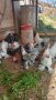 Холандски гащати кокошки, снимка 2