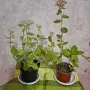 Лечебна Дебела Мара комплект , снимка 5