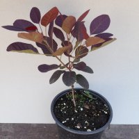 Червена Смрадлика (Cotinus coggygria 'Royal Purple'), снимка 10 - Разсади - 40979101