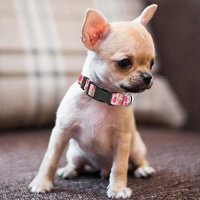 Нов регулируем мек найлонов класически Нашийник за малки кучета Каишка, снимка 6 - За кучета - 41462049