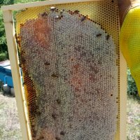 Манов мед от с. Българи, снимка 6 - Пчелни продукти - 41717256