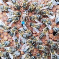Малки пчелни семейства сезон 2024г., снимка 5 - За пчели - 44491116